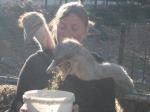 sara being attacked by ostriches - funny game they play at the farm