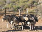 ostriches in a huddle