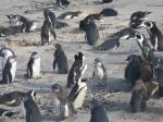 penguins on the beach at simon's town